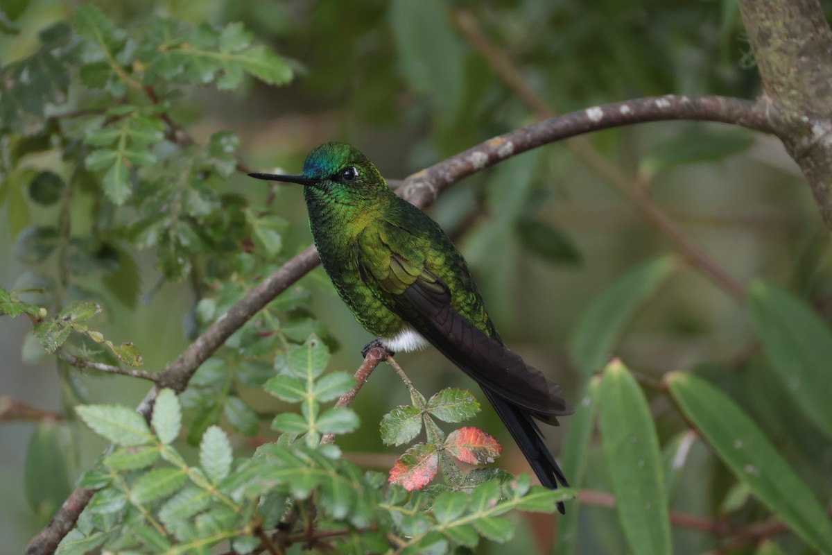 Sapphire-vented Puffleg - ML643859126