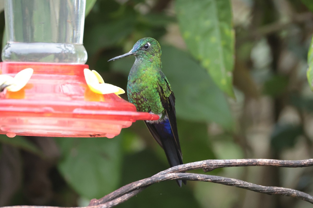 Sapphire-vented Puffleg - ML643859127