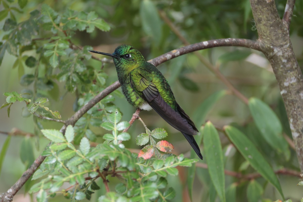 Sapphire-vented Puffleg - ML643859128