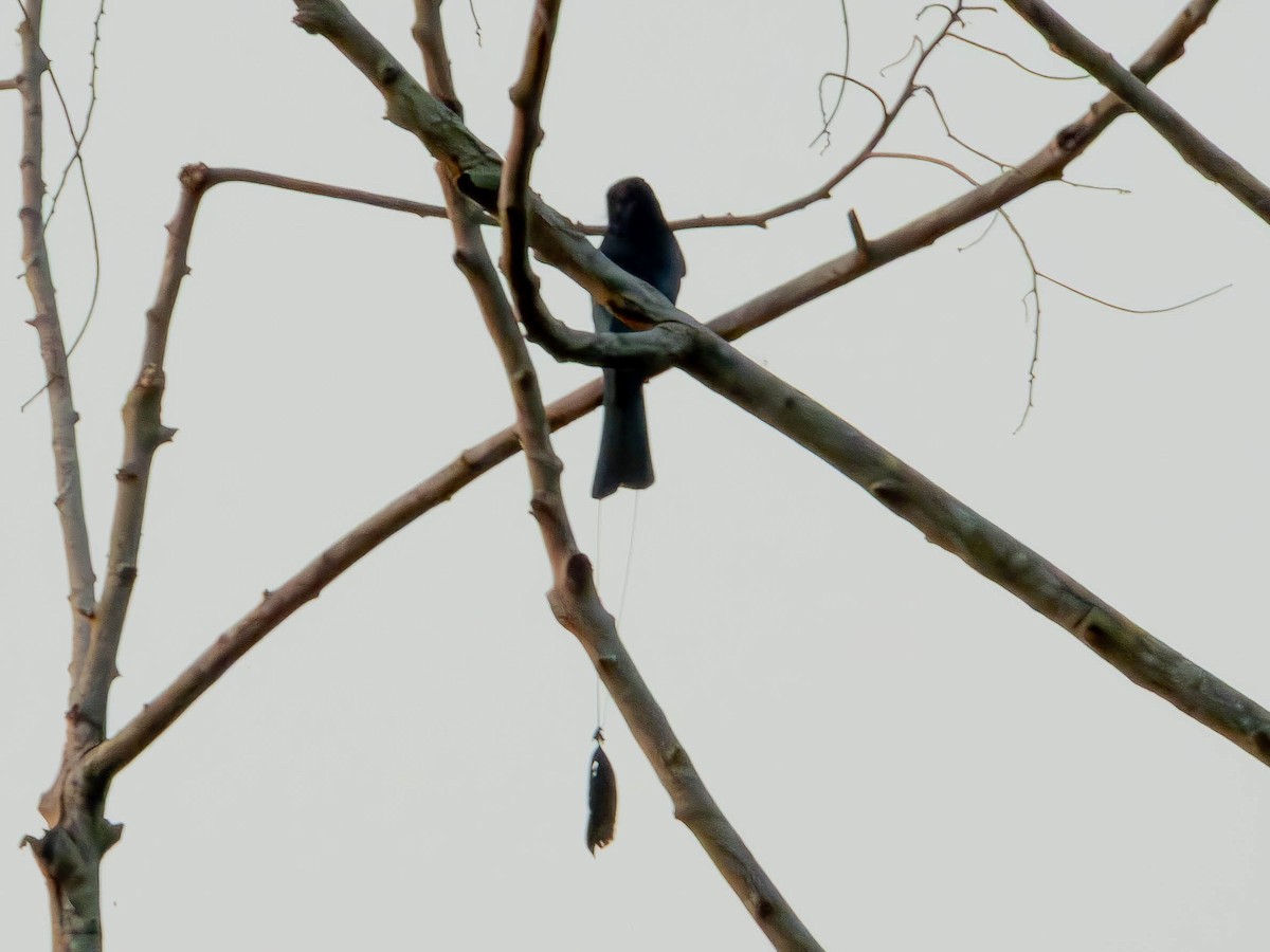 Greater Racket-tailed Drongo - ML643859134