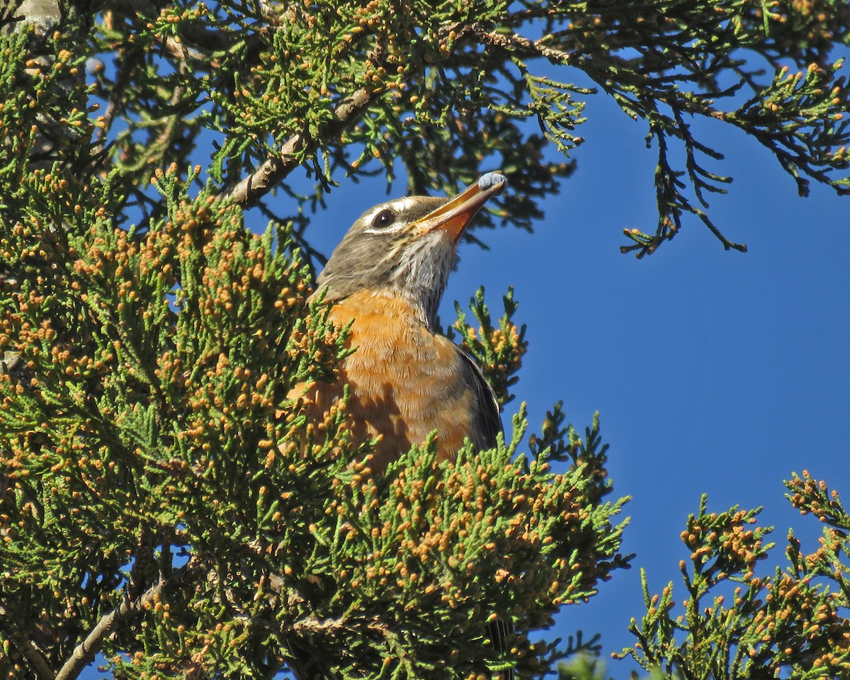 American Robin - ML643859176