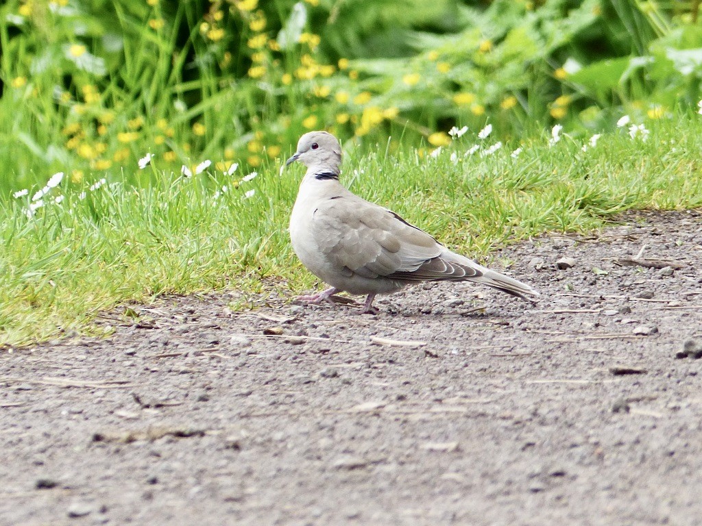 Eurasian Collared-Dove - ML643859182