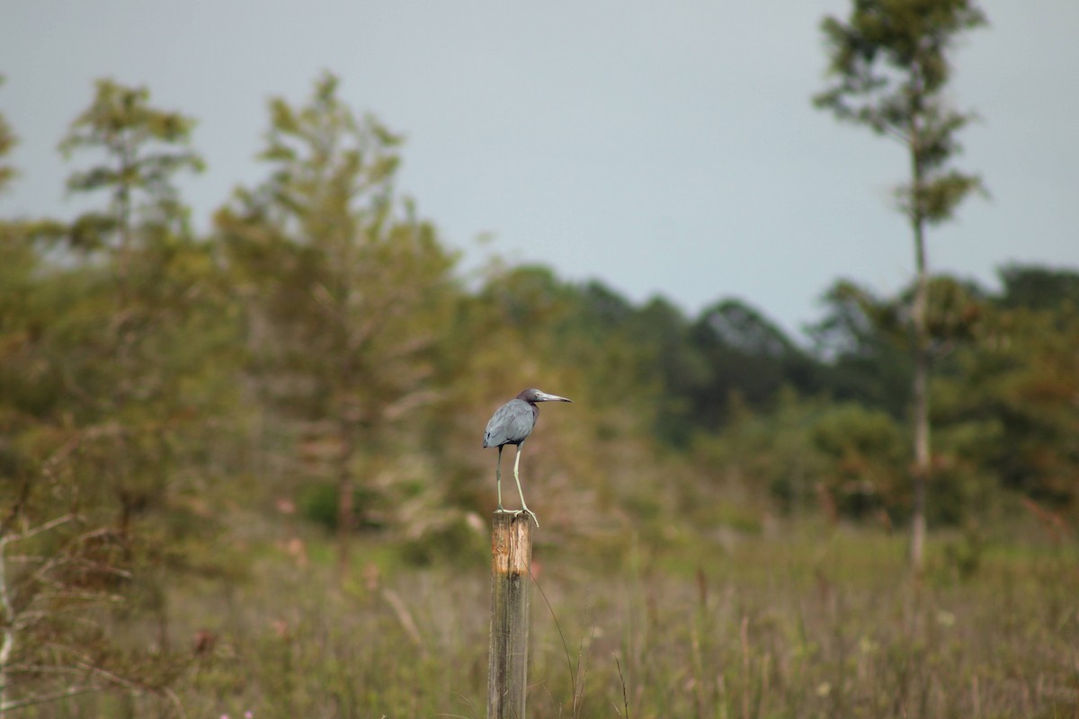 Little Blue Heron - ML643859191