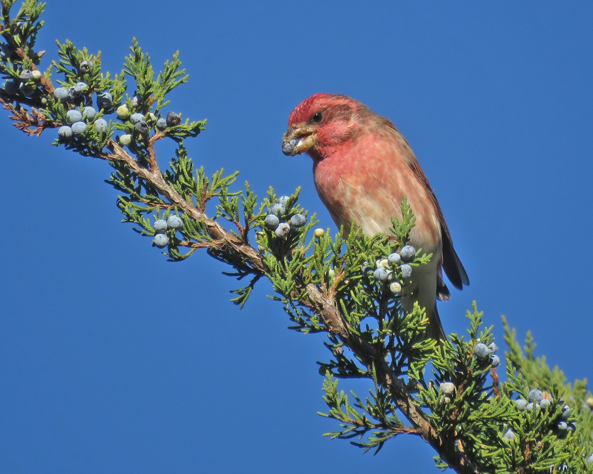 Purple Finch - ML643859192