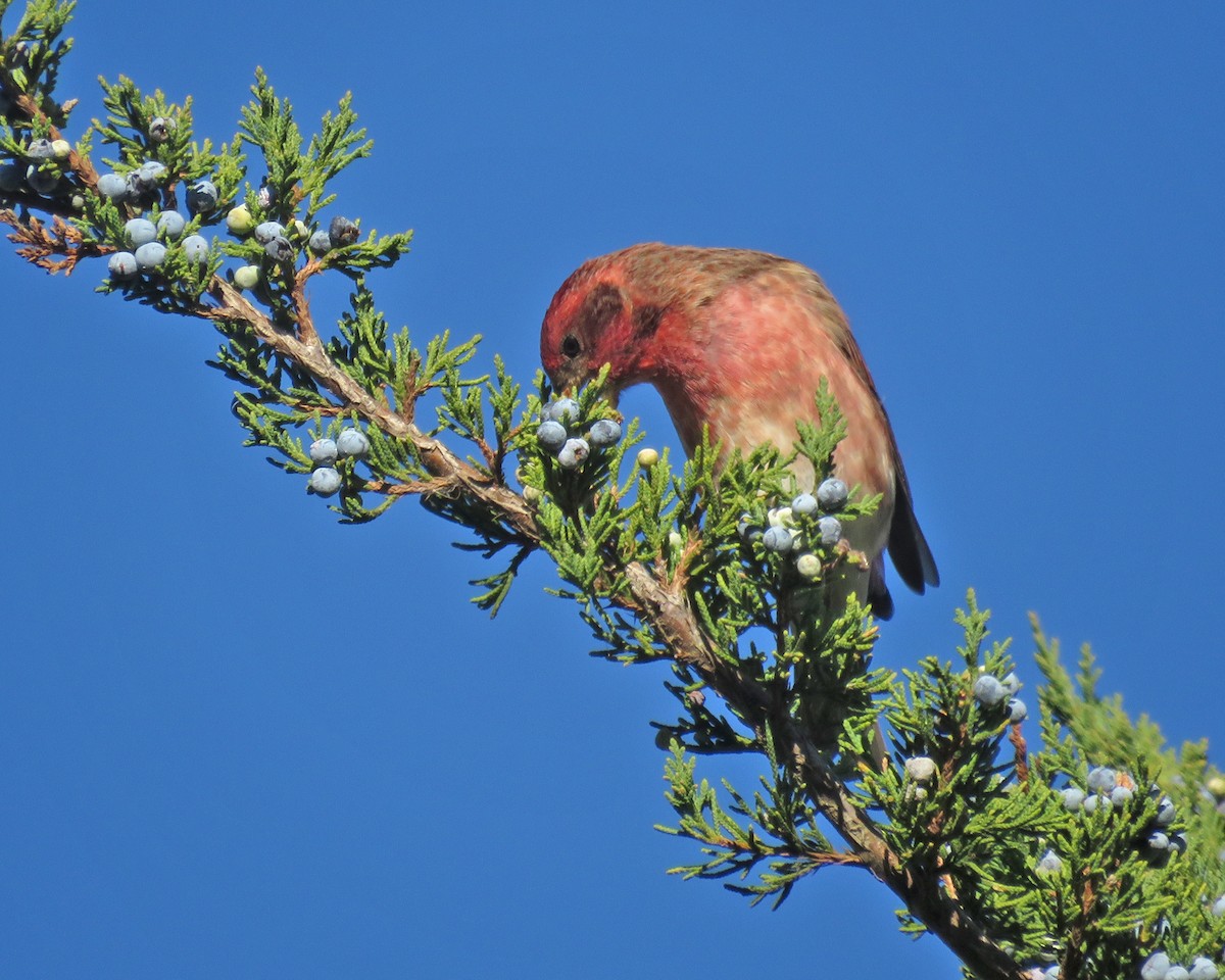 Purple Finch - ML643859193