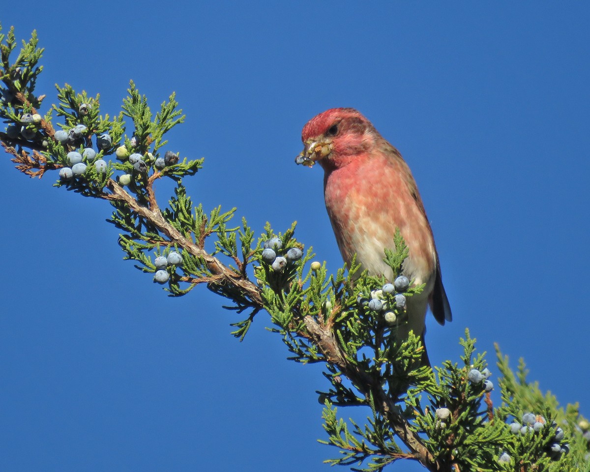 Purple Finch - ML643859194