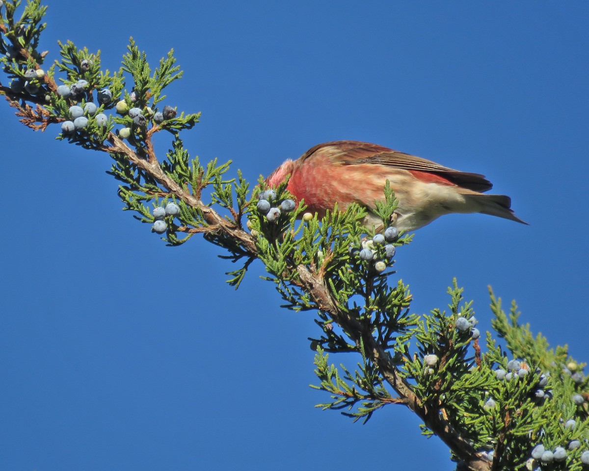 Purple Finch - ML643859195