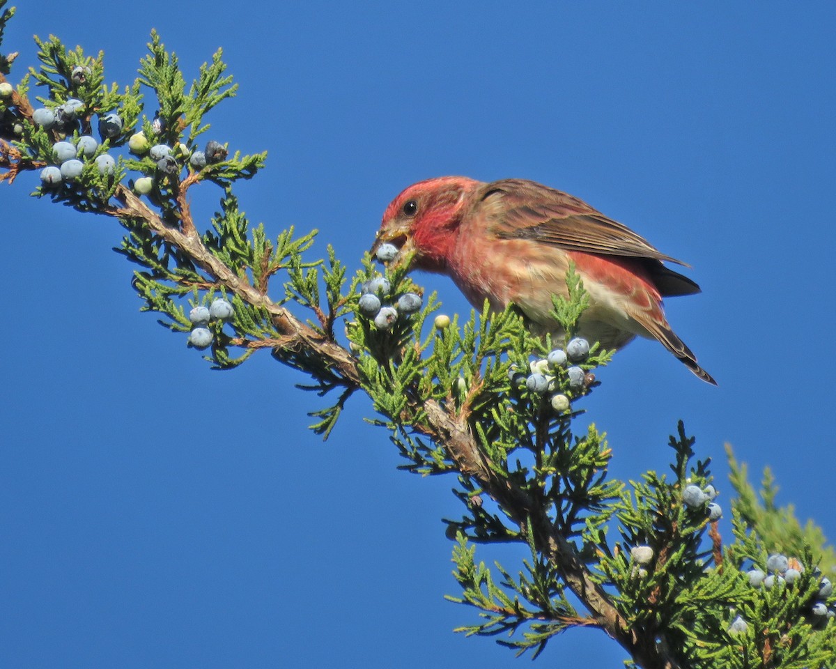Purple Finch - ML643859196