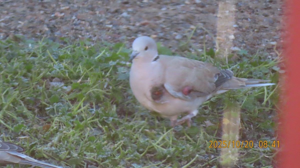 Eurasian Collared-Dove - ML643859221