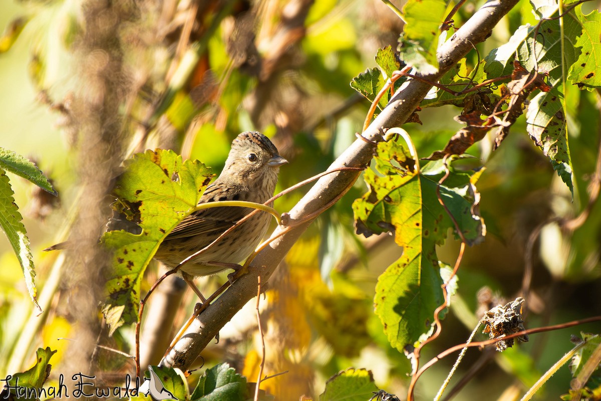 Lincoln's Sparrow - ML643859243