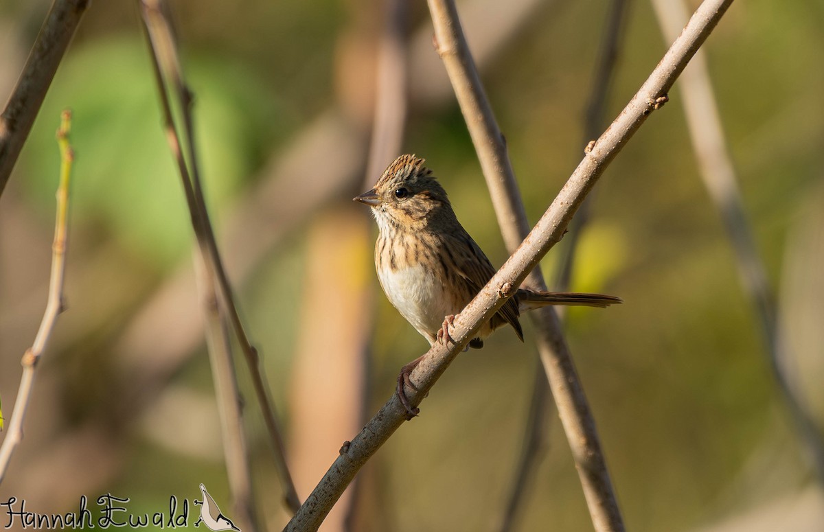 Lincoln's Sparrow - ML643859271