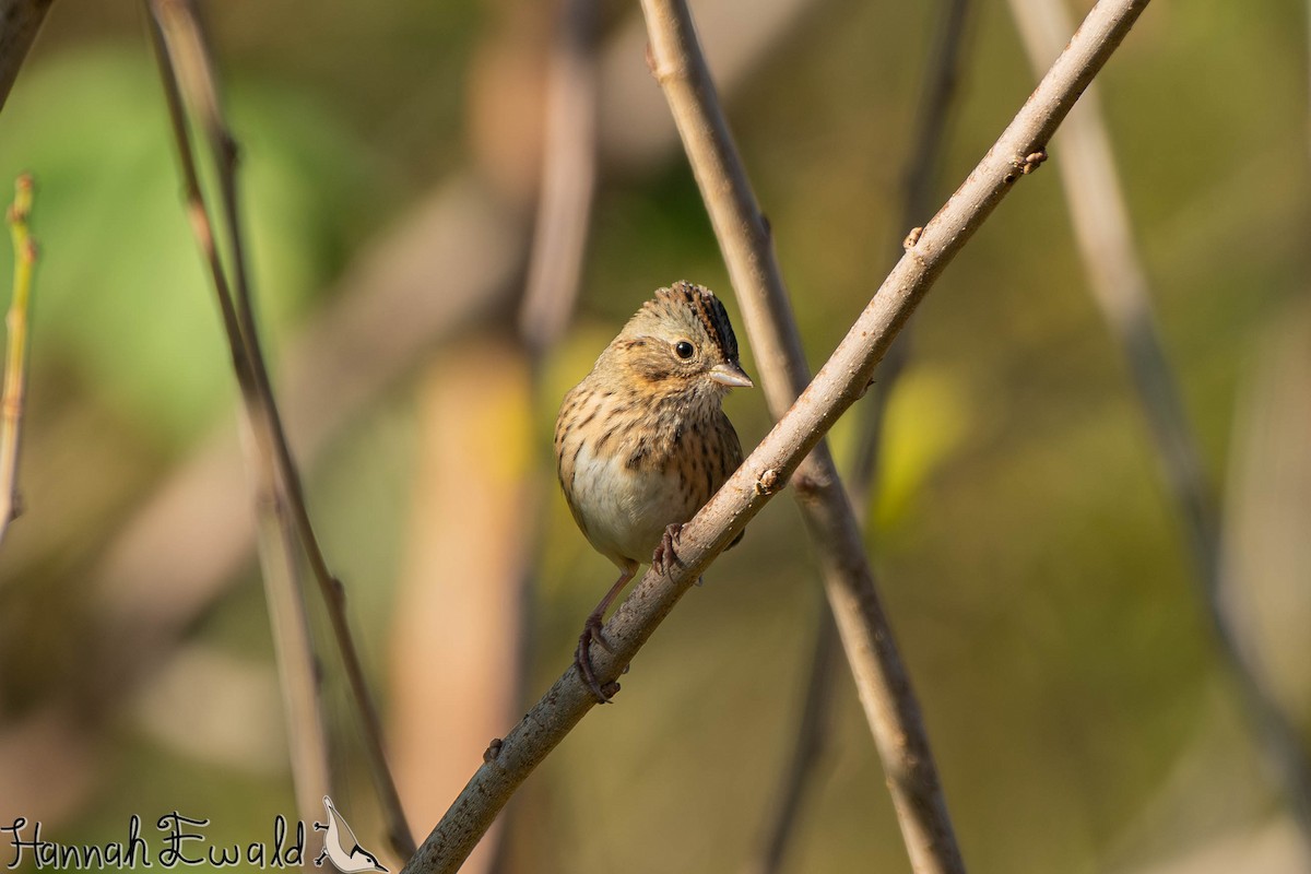 Lincoln's Sparrow - ML643859272