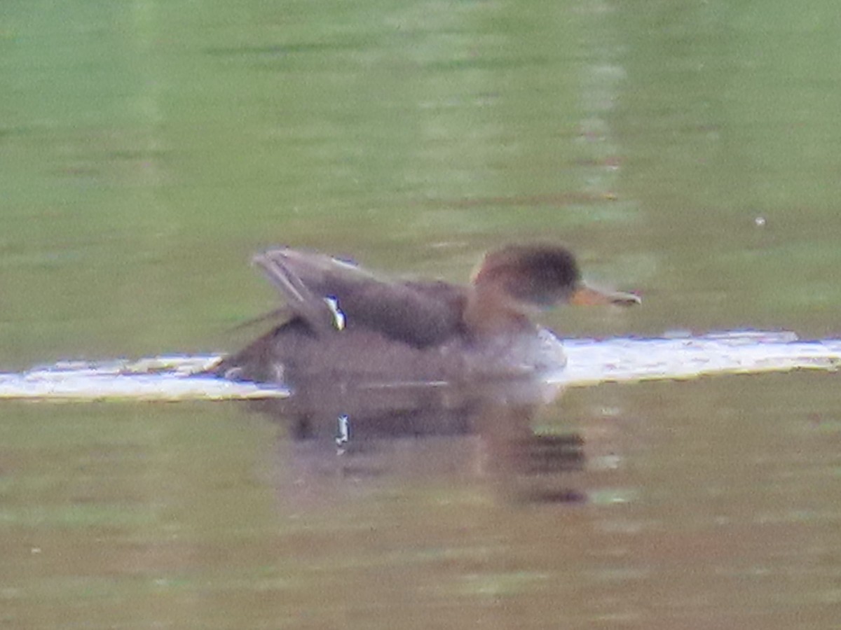 Hooded Merganser - ML643859277
