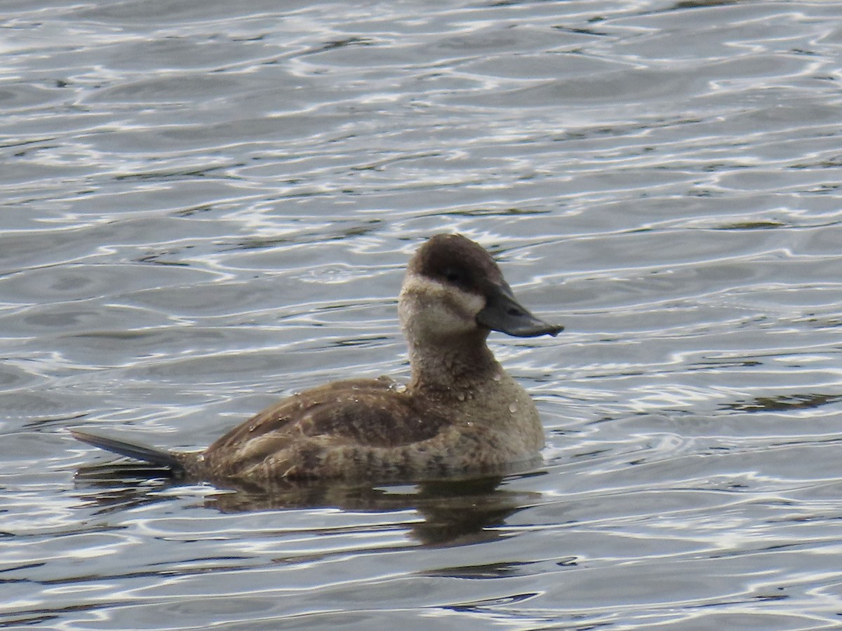 Ruddy Duck - ML643859295