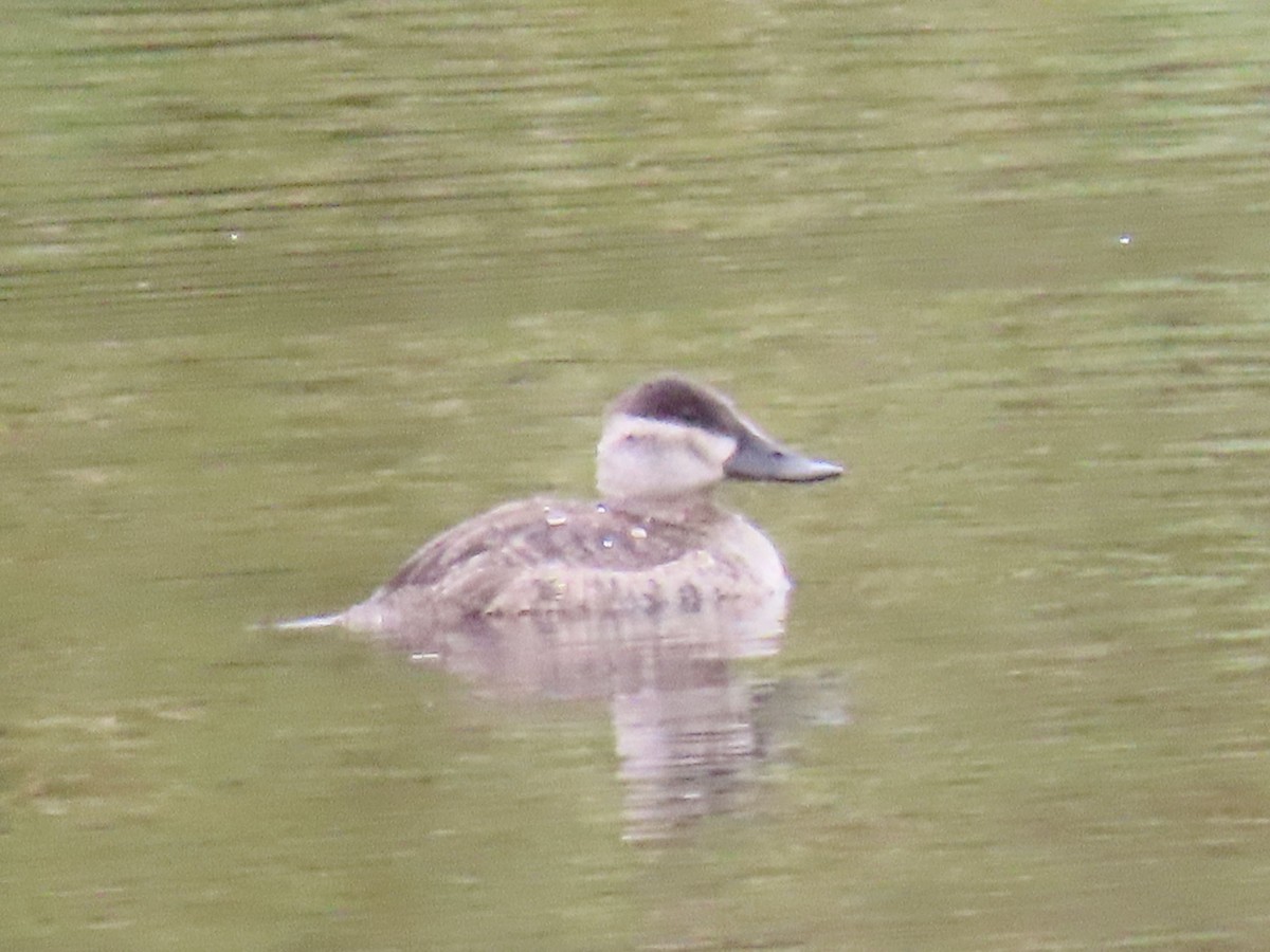 Ruddy Duck - ML643859296