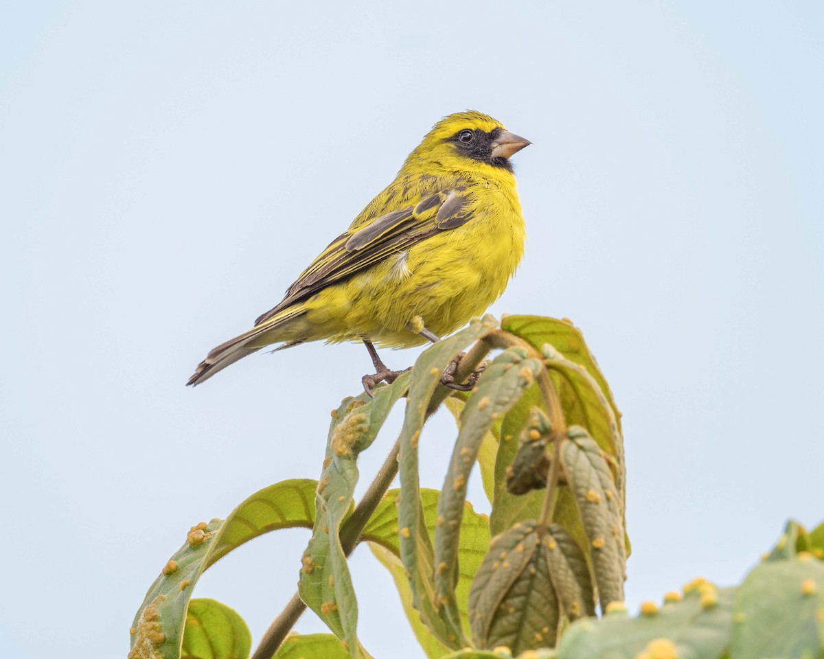 African Citril - ML643859301