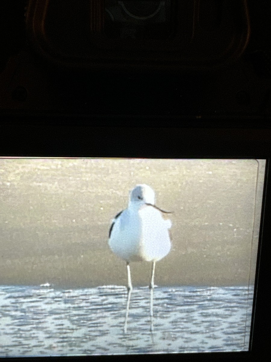 American Avocet - ML643859311