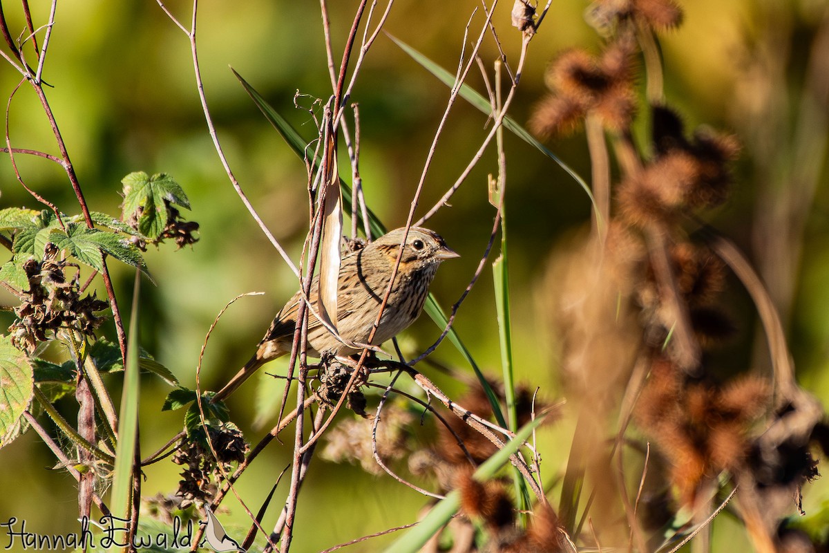 Lincoln's Sparrow - ML643859312