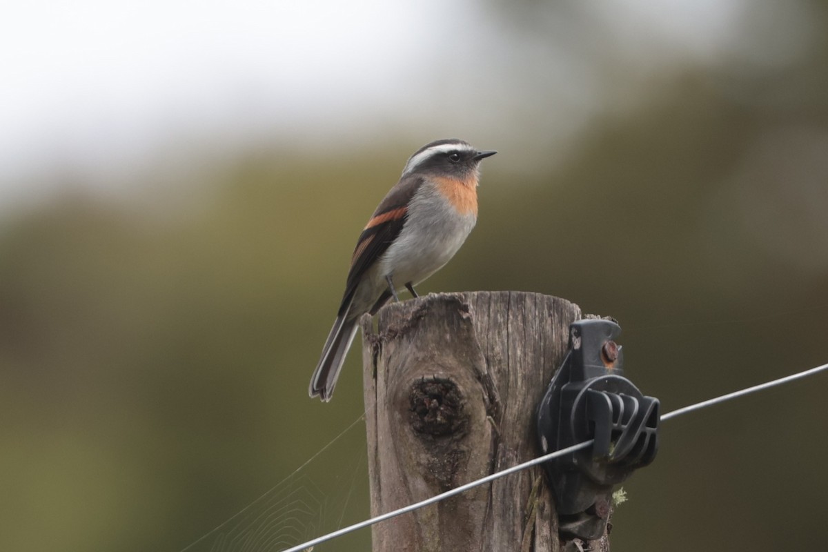 Rufous-breasted Chat-Tyrant - ML643859315