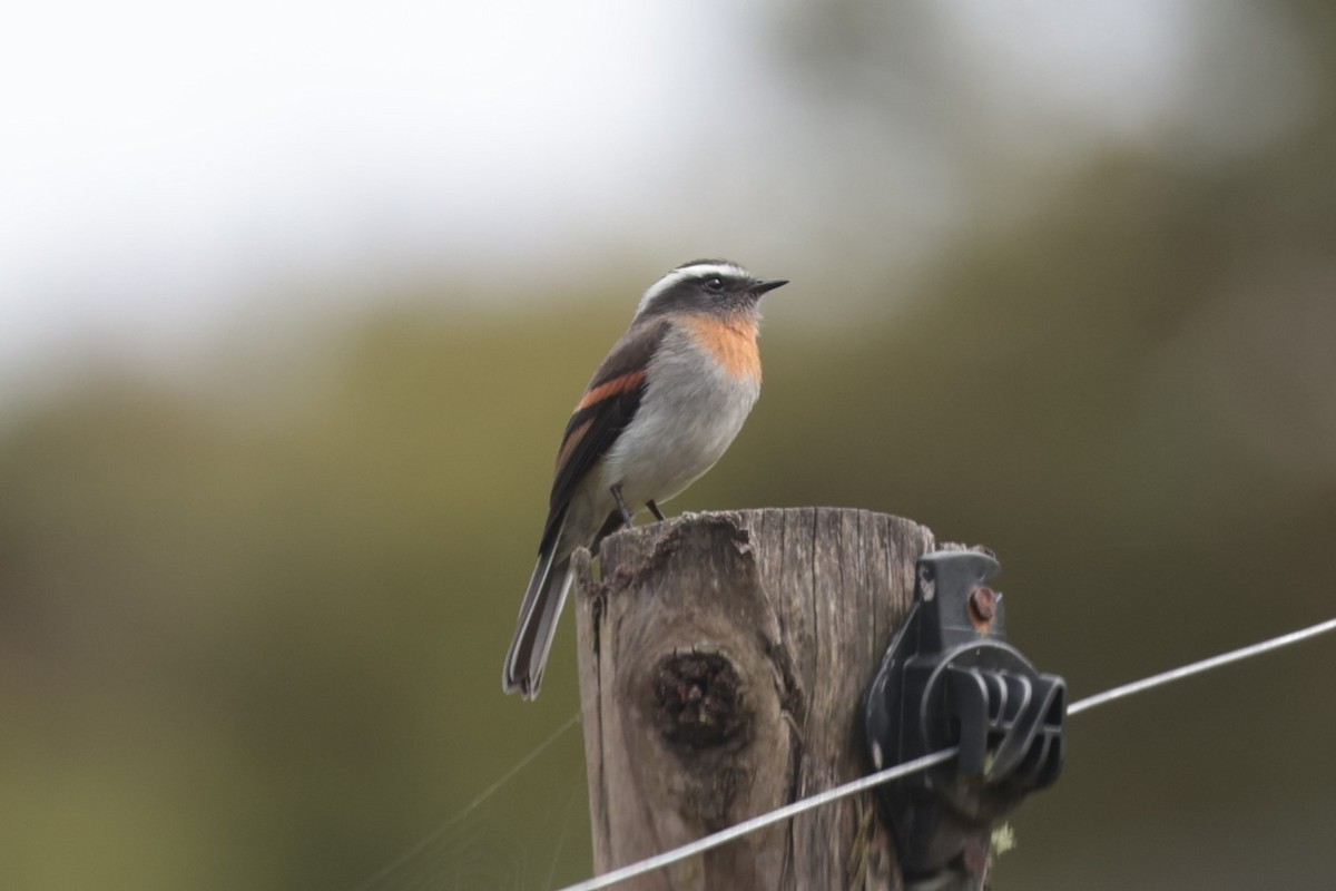 Rufous-breasted Chat-Tyrant - ML643859316