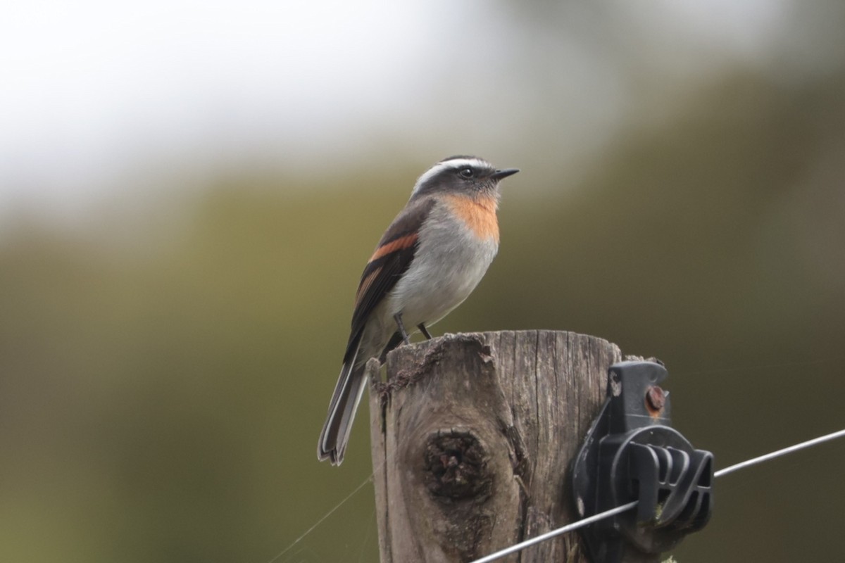 Rufous-breasted Chat-Tyrant - ML643859317