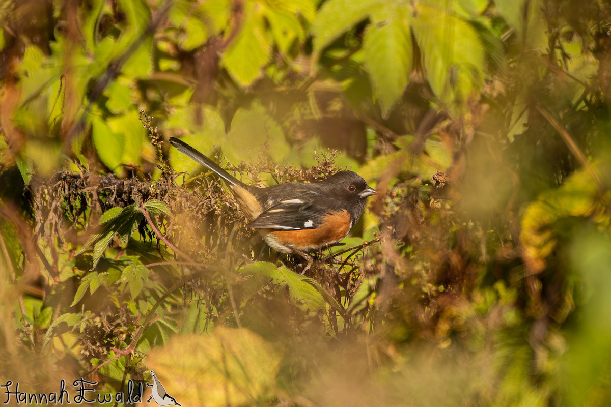 ワキアカトウヒチョウ - ML643859318
