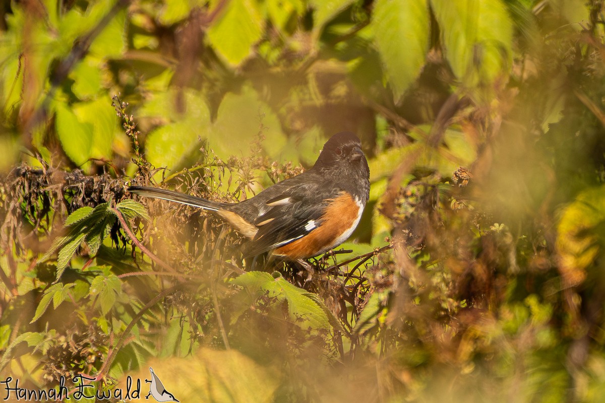 ワキアカトウヒチョウ - ML643859319