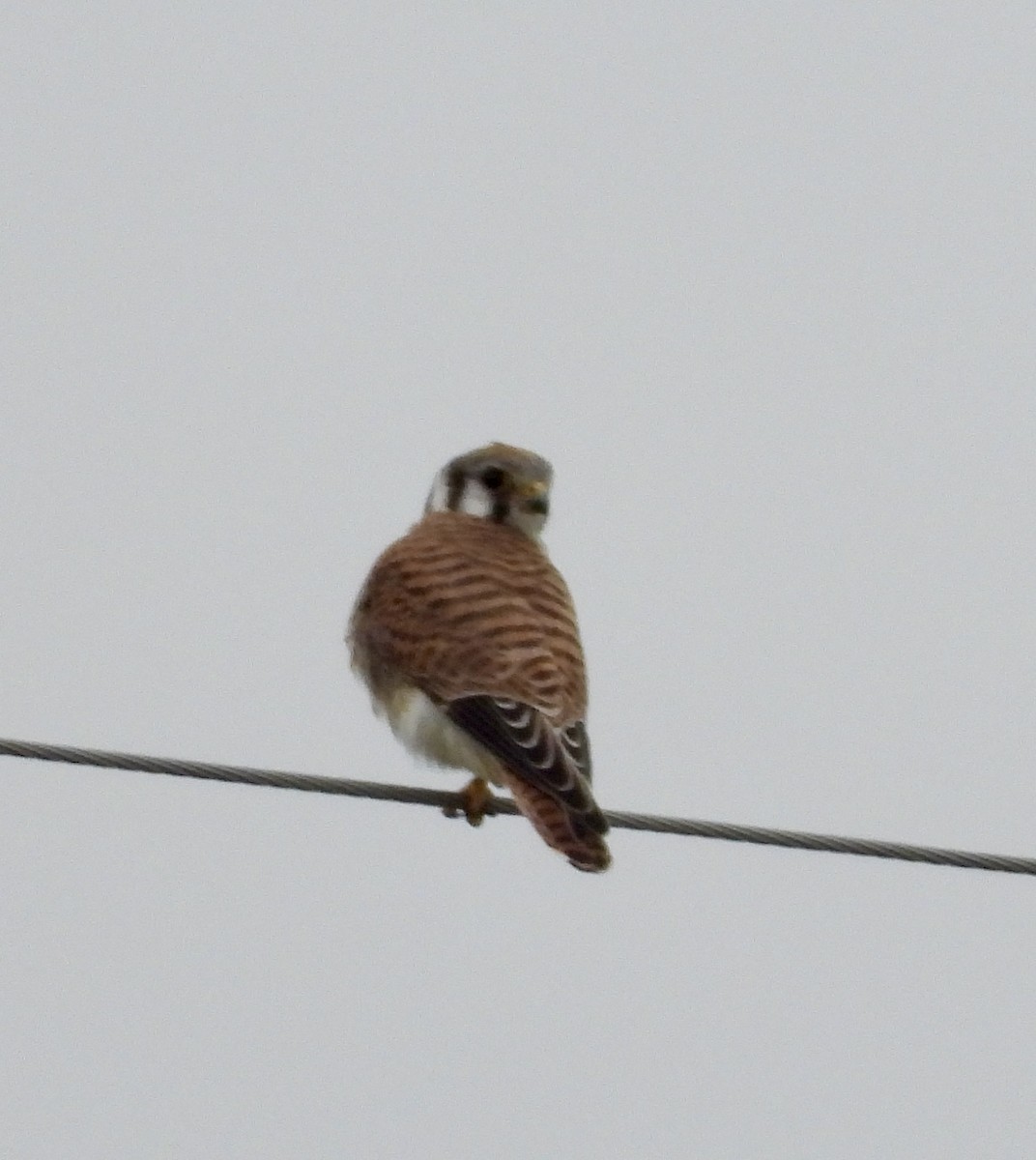 American Kestrel - ML643859320