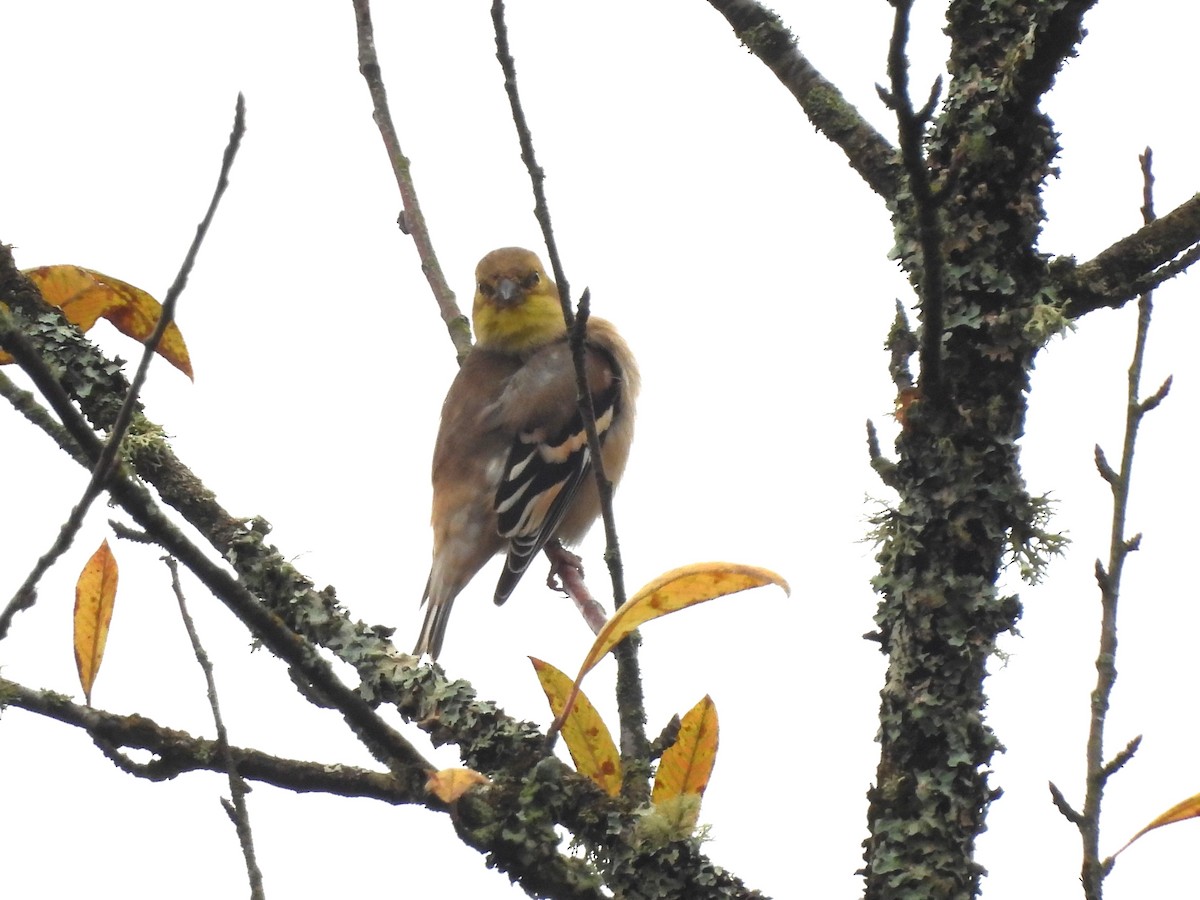 Chardonneret jaune - ML643859321
