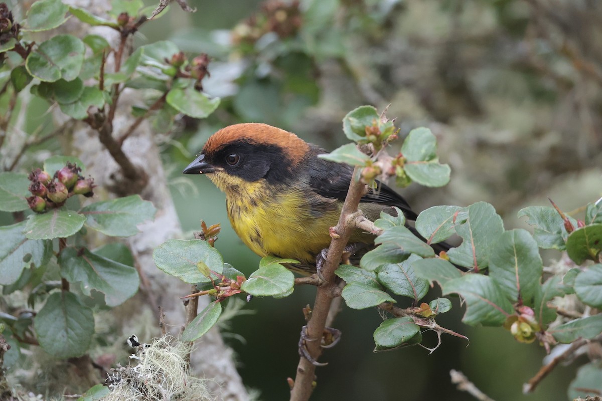 Yellow-breasted Brushfinch - ML643859326