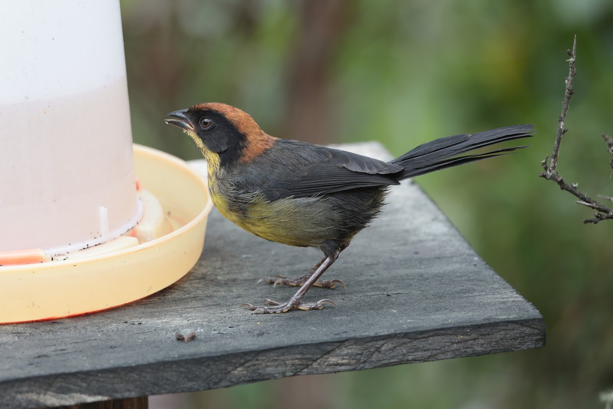 Yellow-breasted Brushfinch - ML643859327