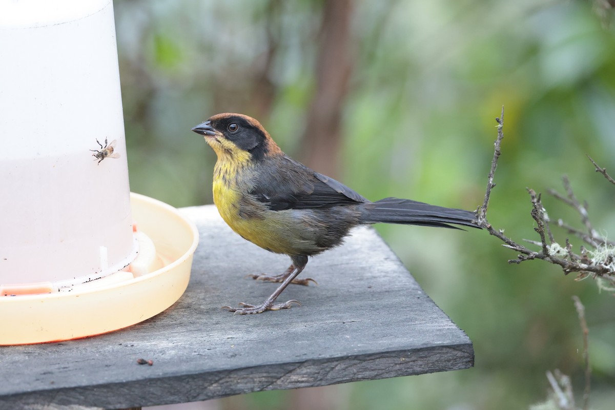 Yellow-breasted Brushfinch - ML643859328