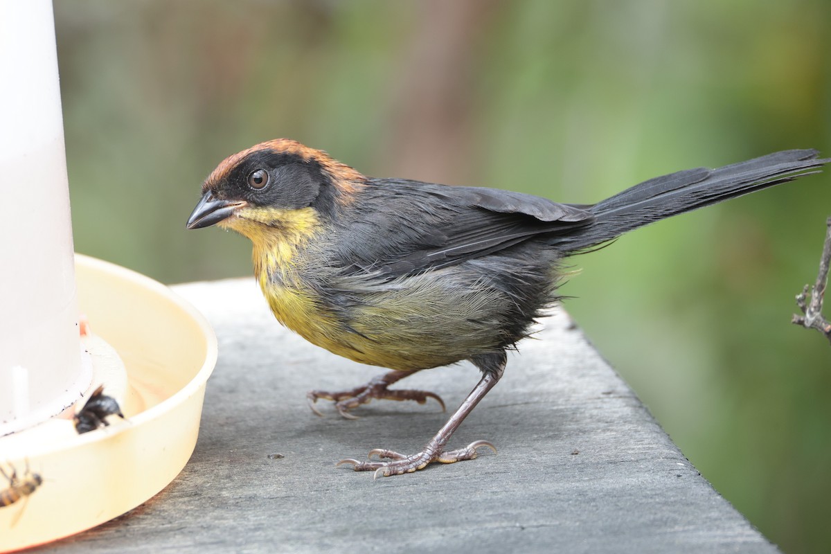 Yellow-breasted Brushfinch - ML643859329