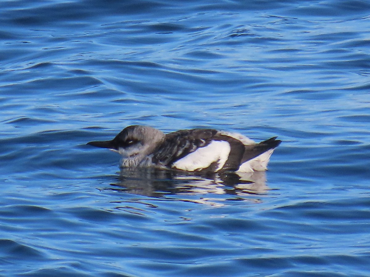 Pigeon Guillemot - ML643859338