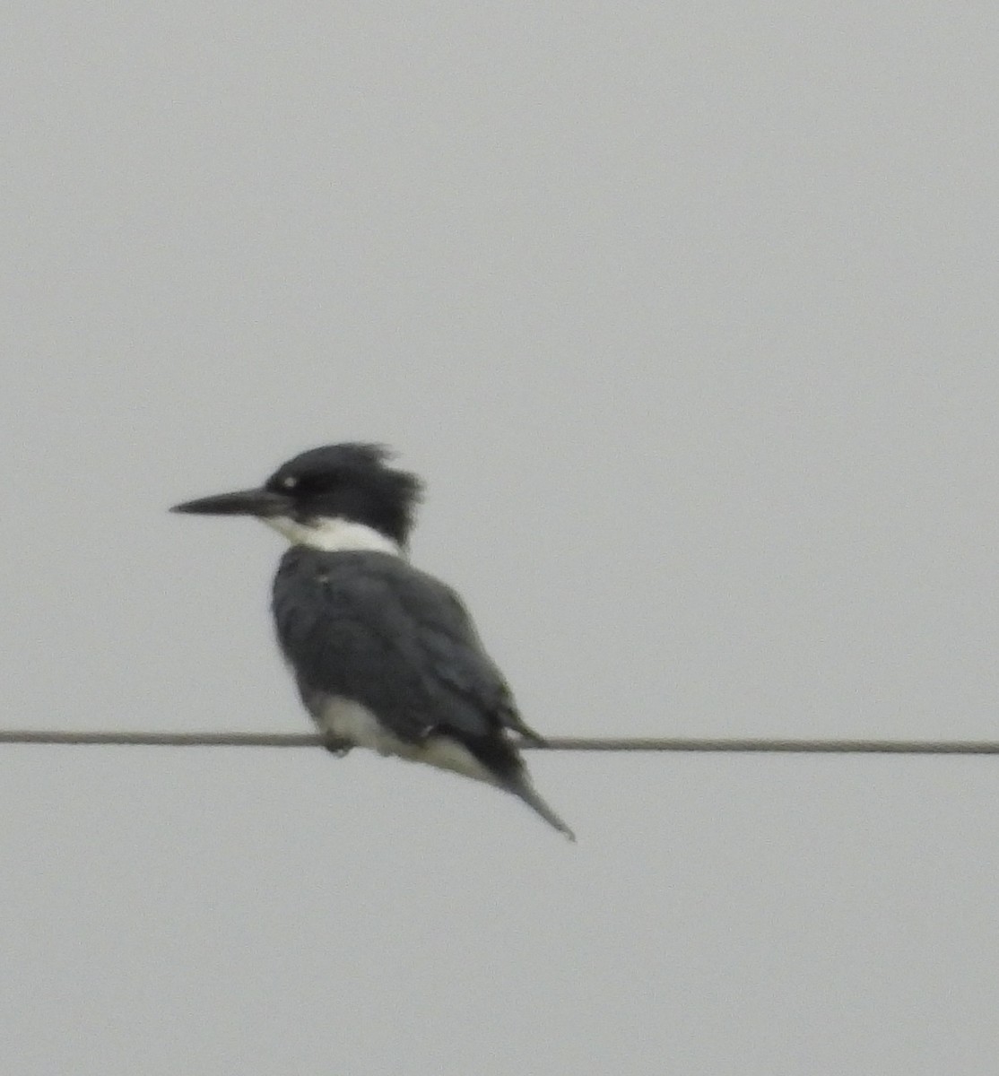 Belted Kingfisher - ML643859355