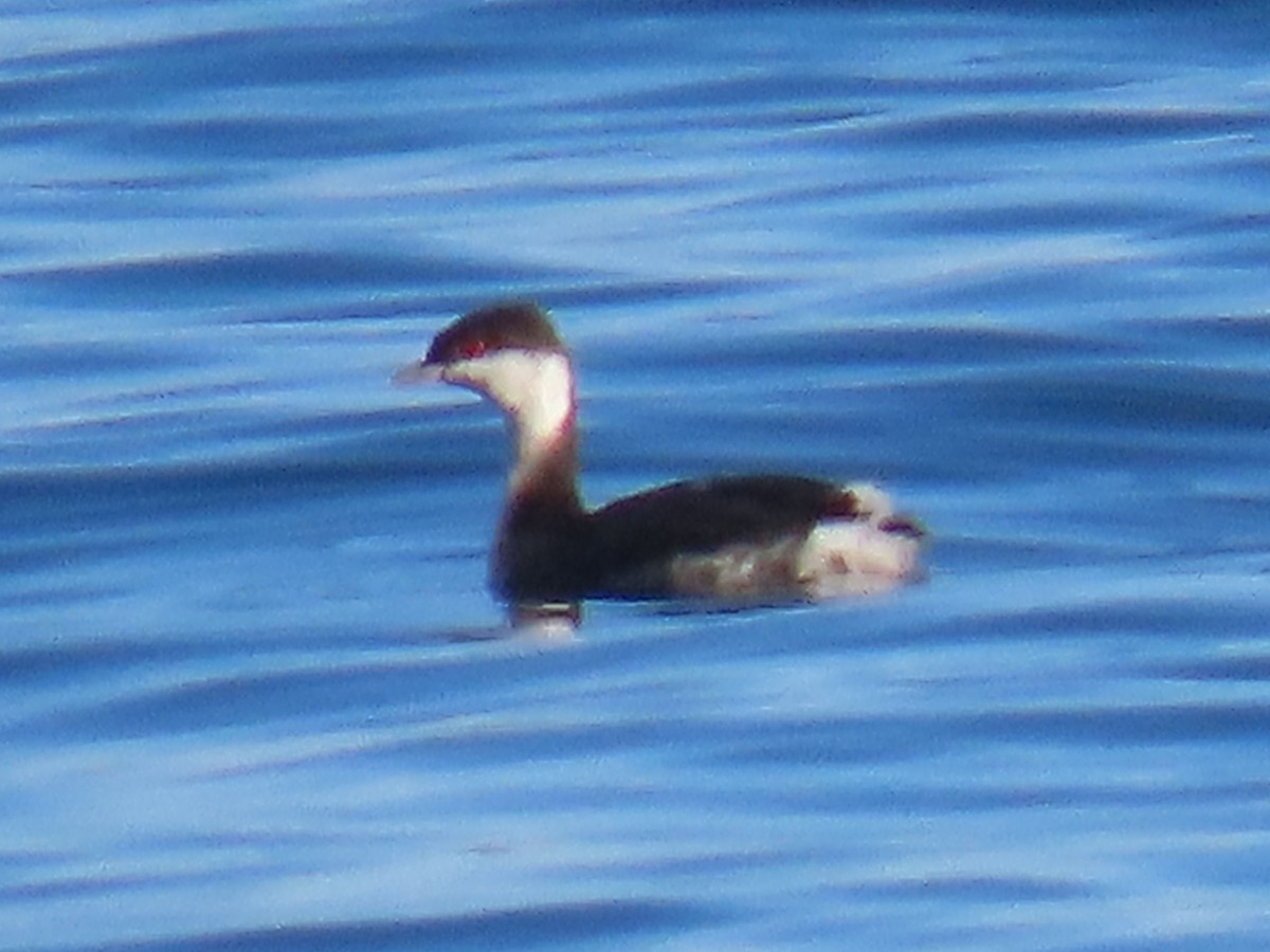 Horned Grebe - ML643859366