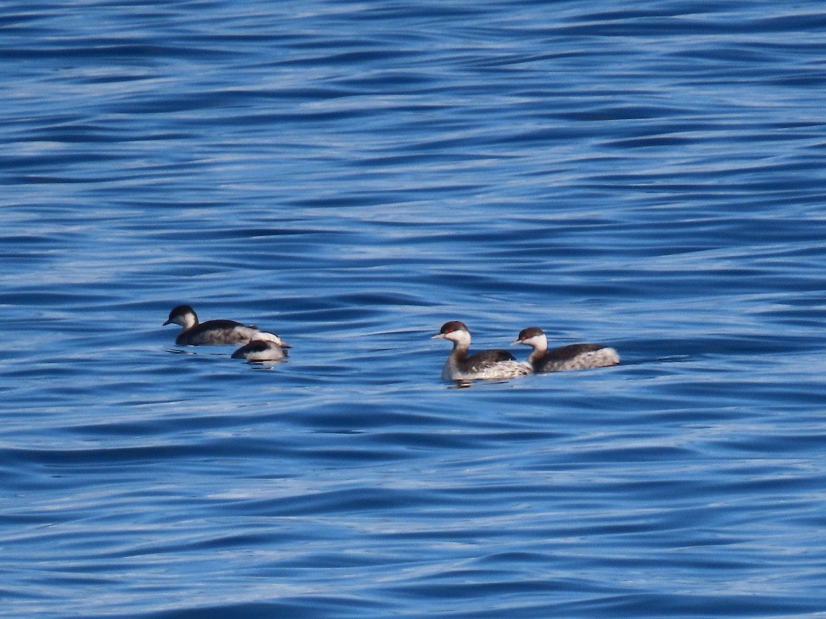 Horned Grebe - ML643859367