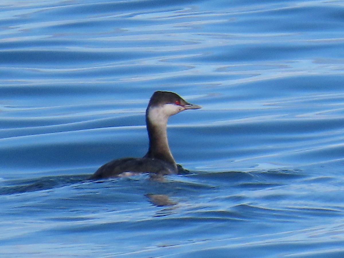 Horned Grebe - ML643859368