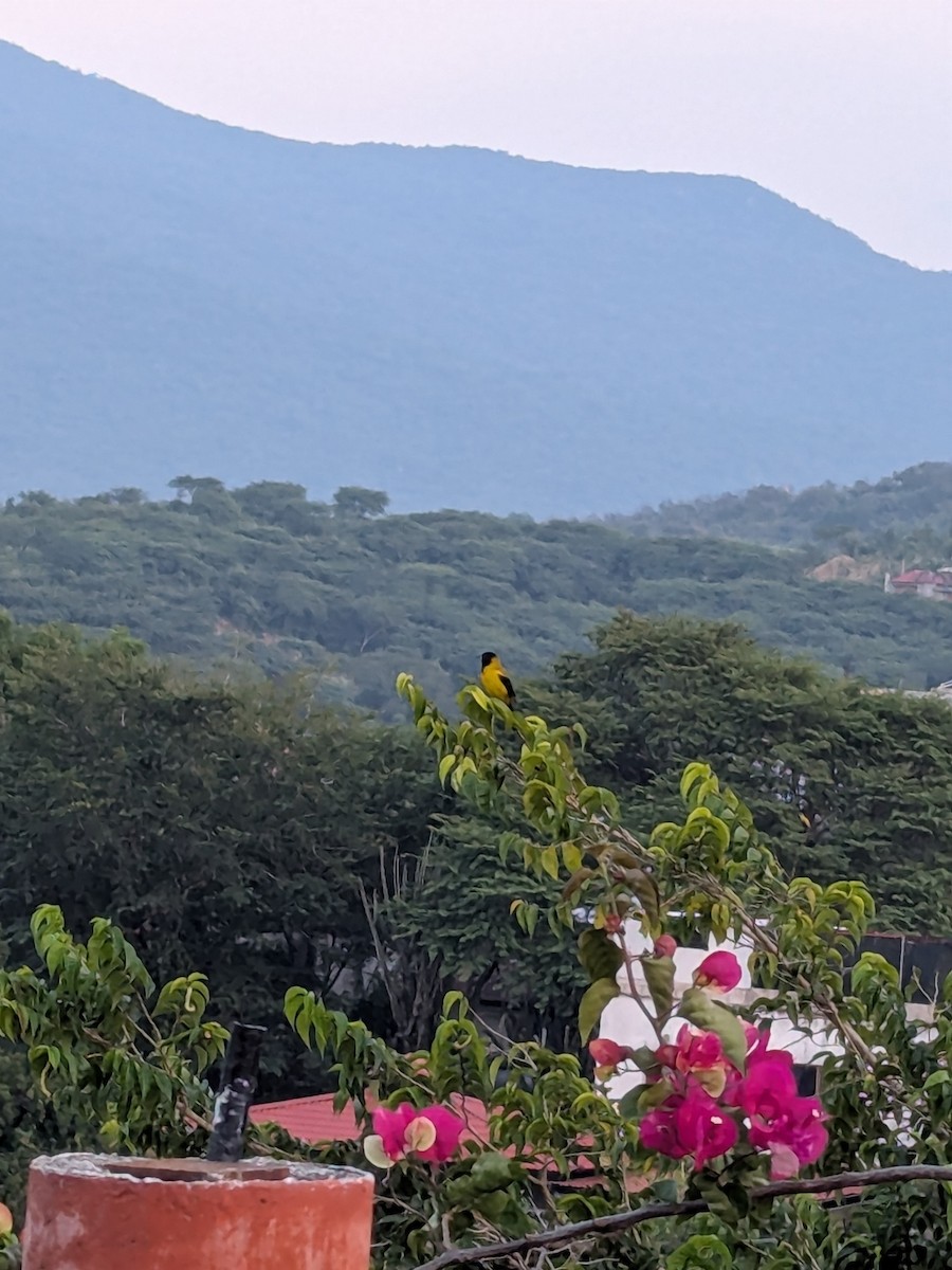 Audubon's Oriole - ML643859378