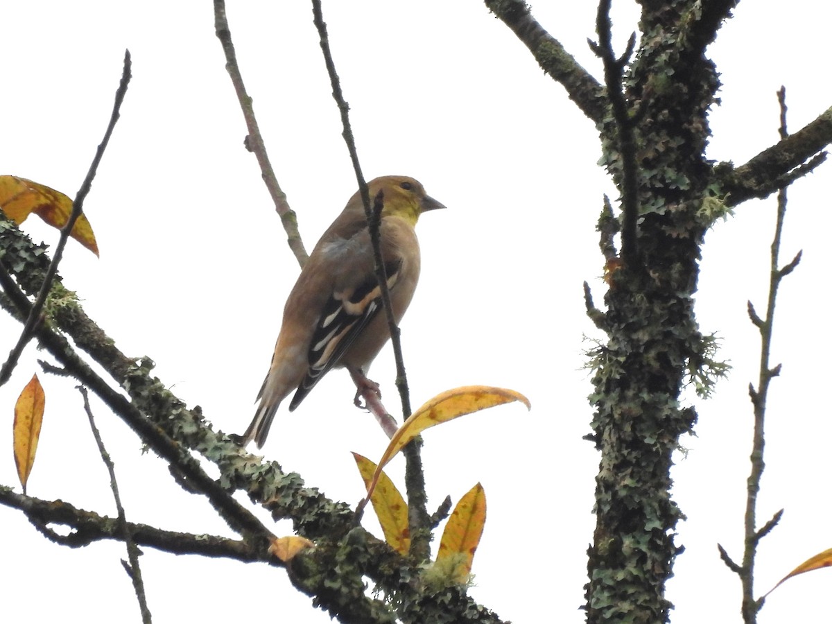 Chardonneret jaune - ML643859383