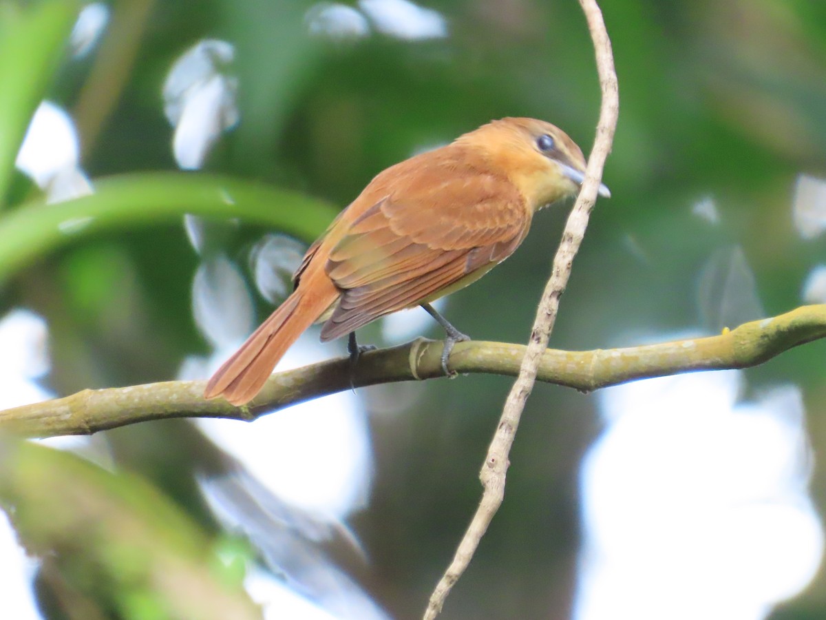 Cinnamon Becard - ML643859398