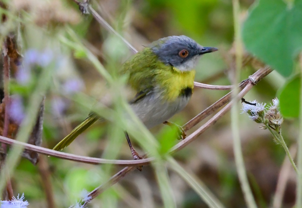 Yellow-breasted Apalis - ML643859400