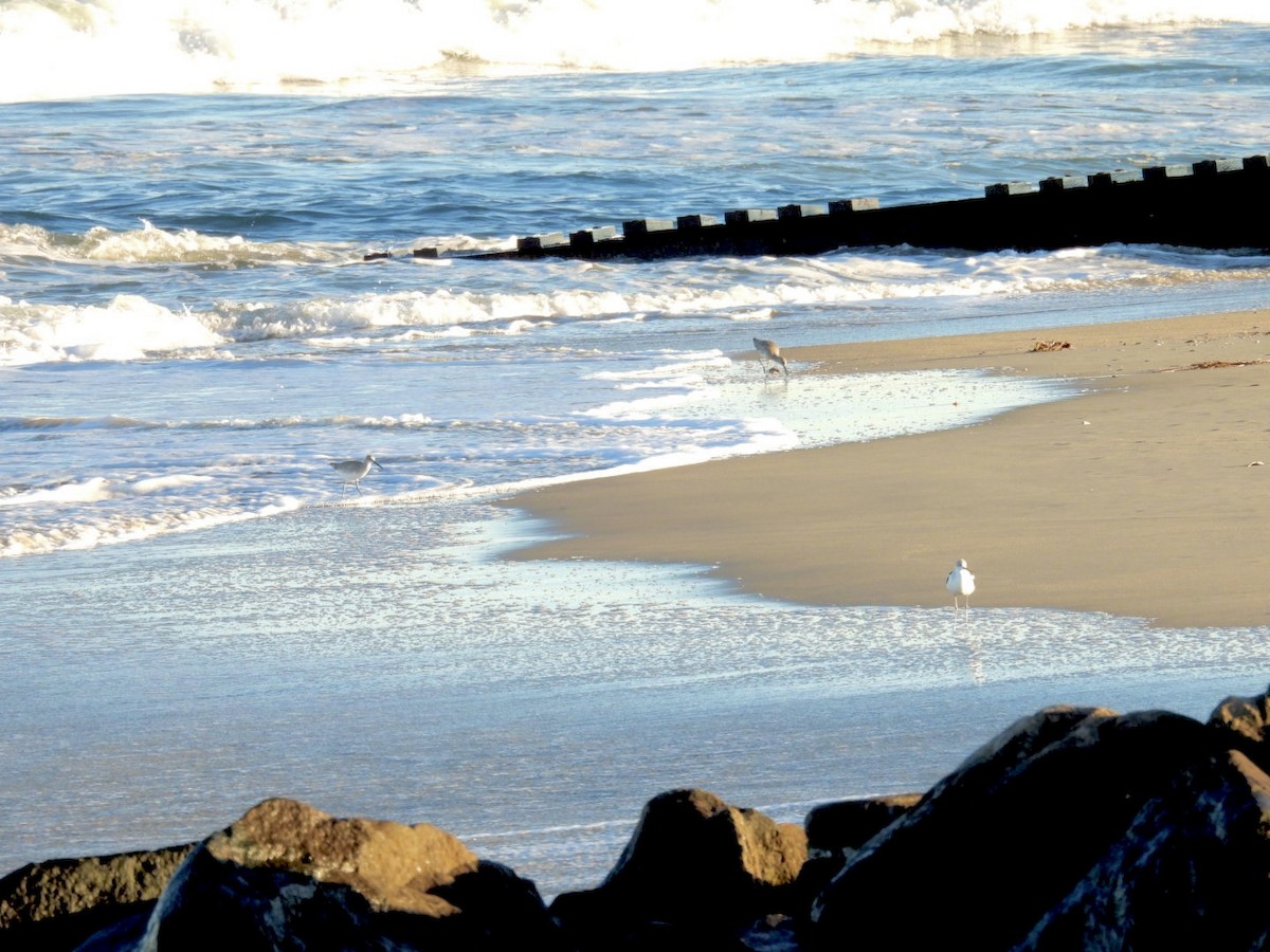 Willet - ML643859406