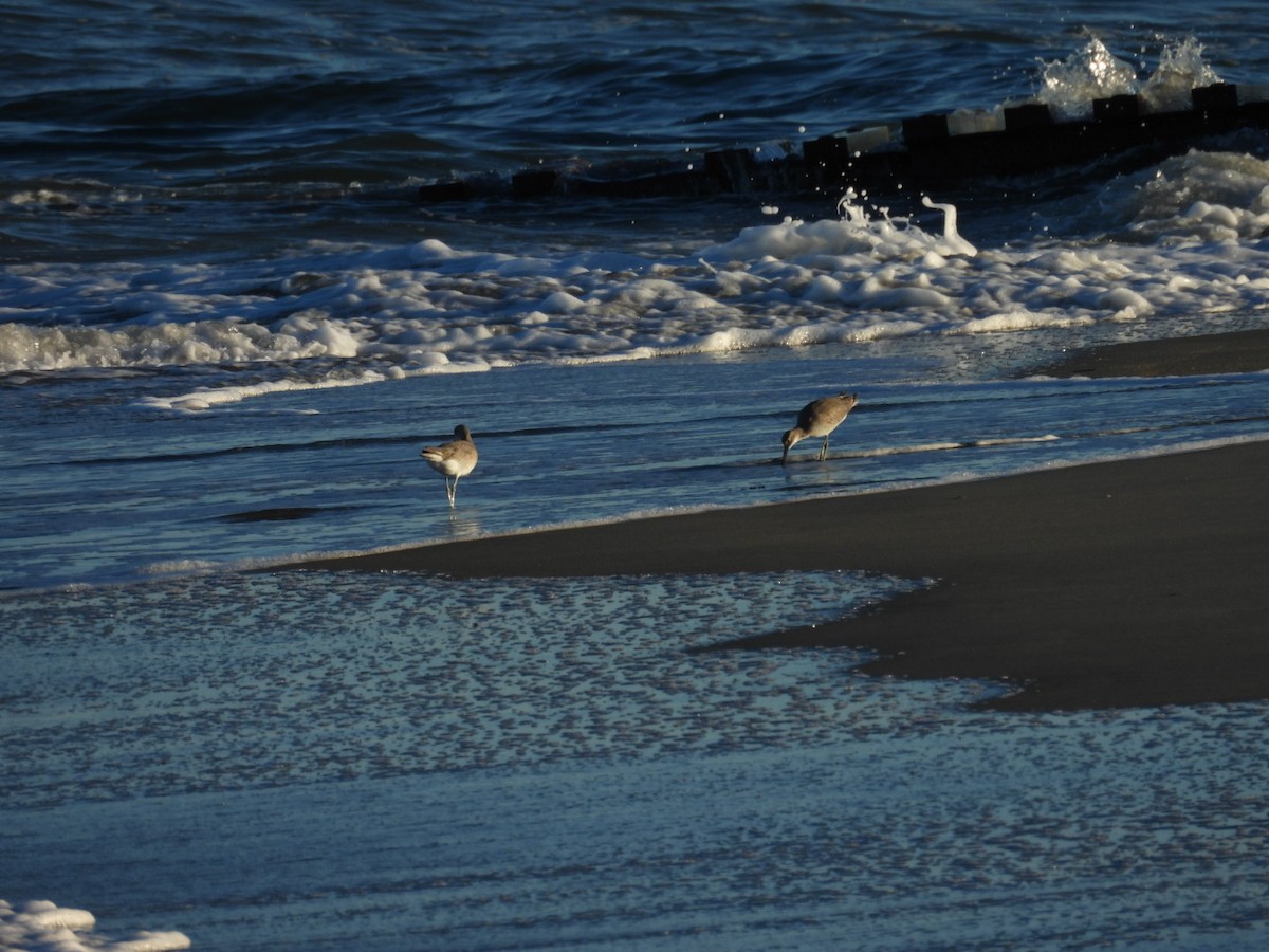 Willet - ML643859407