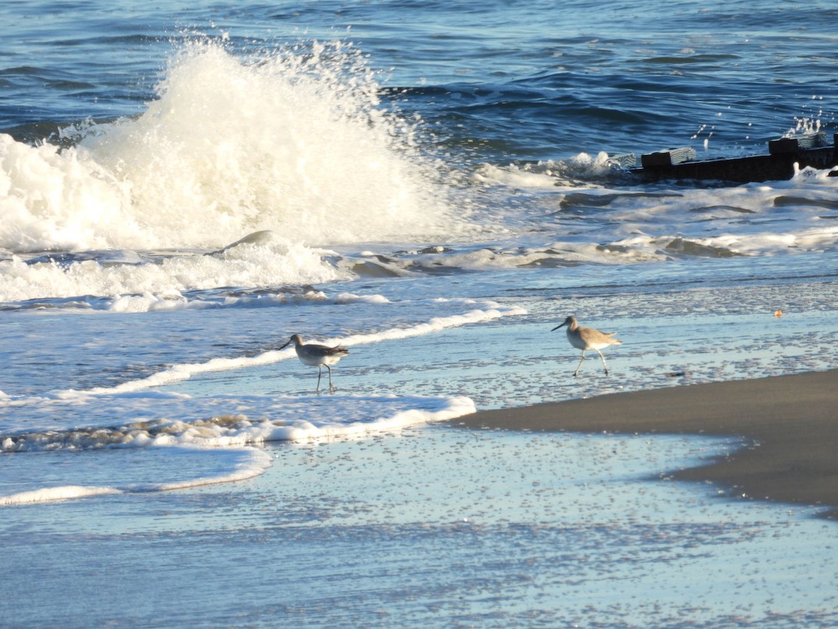 Willet - ML643859408