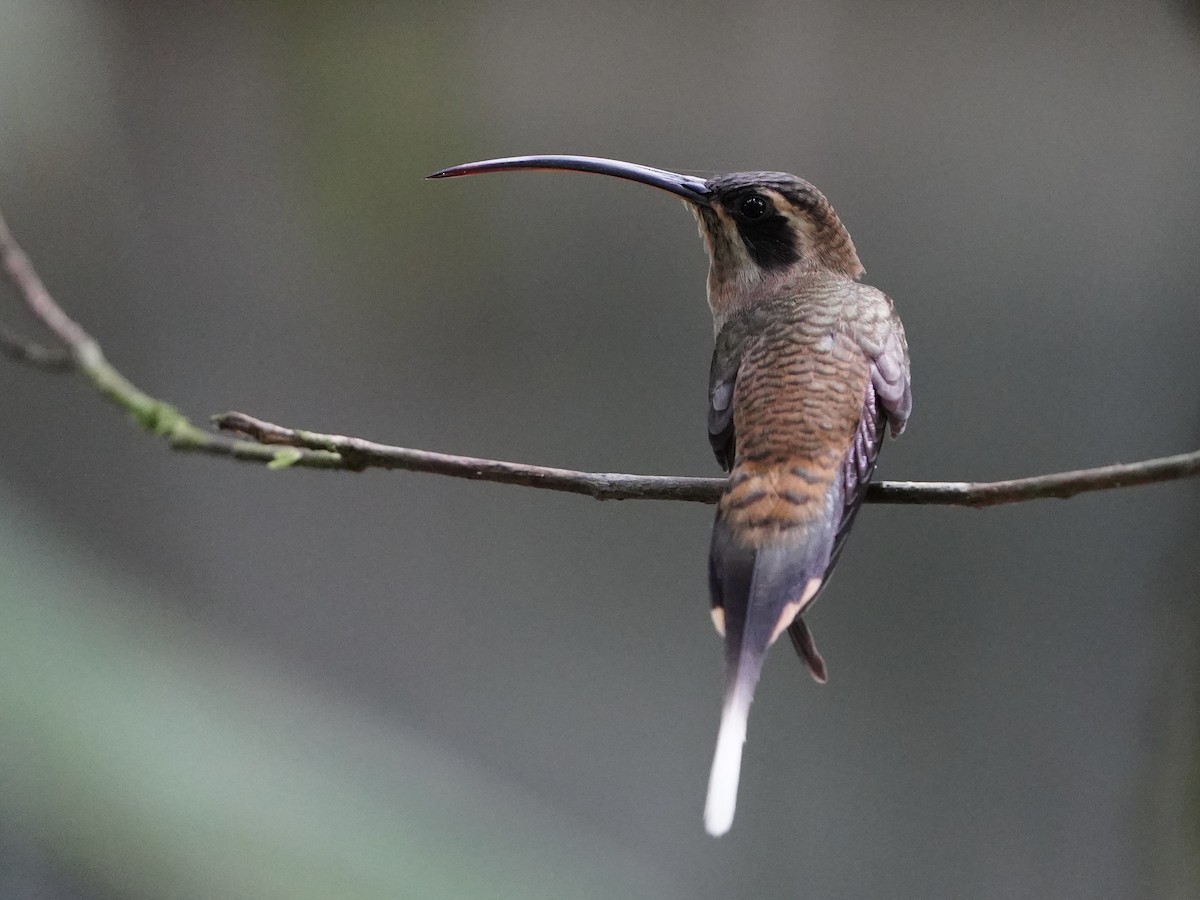 Long-billed Hermit - ML643859422