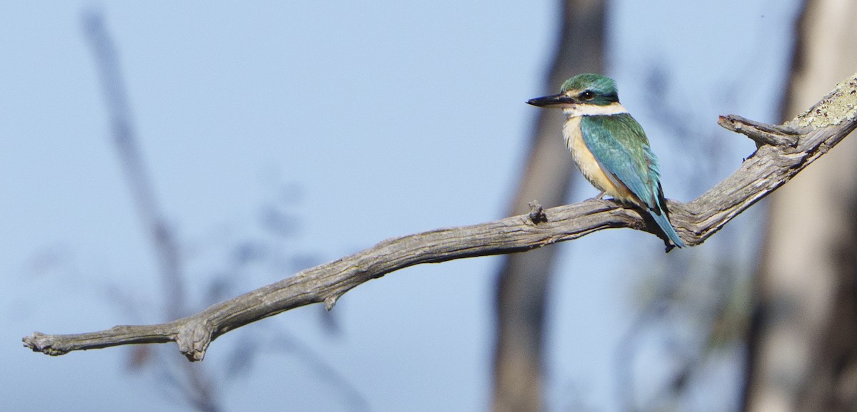 Sacred Kingfisher - ML643859442