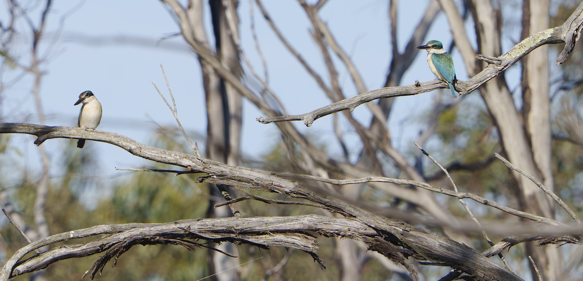 Sacred Kingfisher - ML643859443