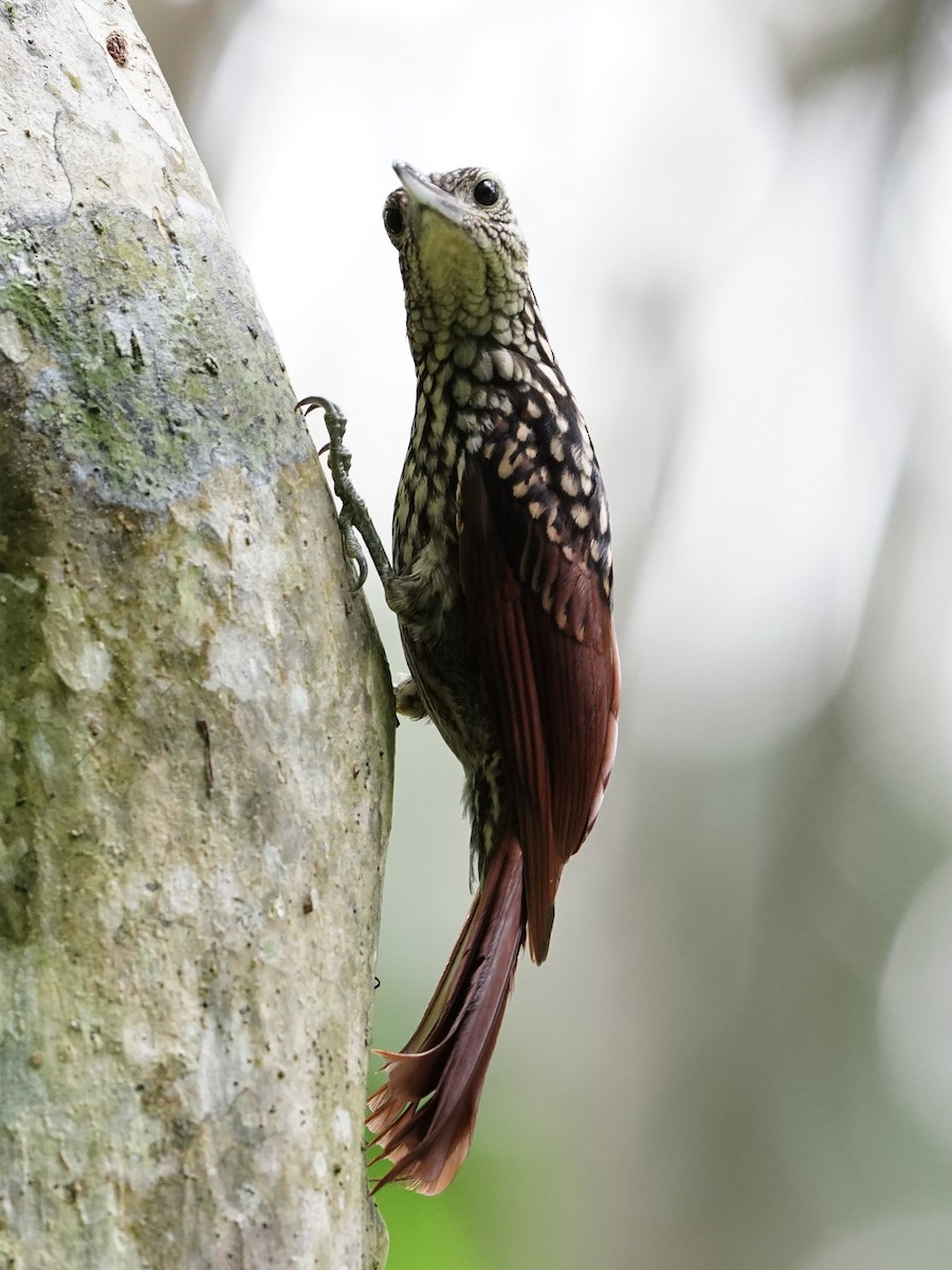 Black-striped Woodcreeper - ML643859446