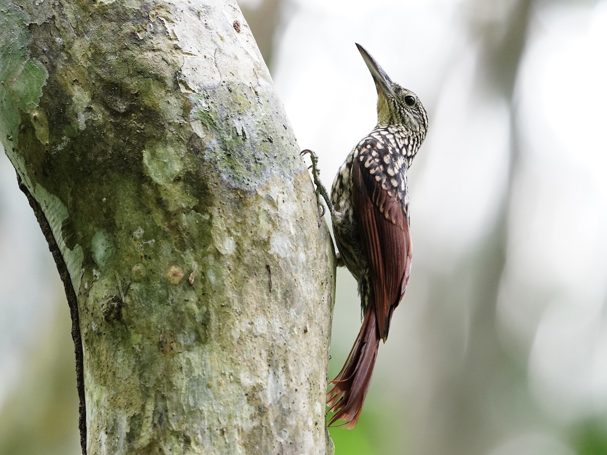 Black-striped Woodcreeper - ML643859448